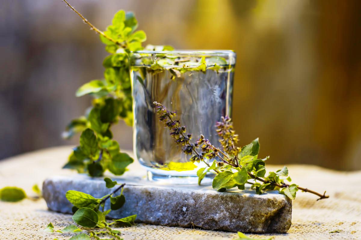 Amazing Benefits & Uses of Tulsi (Holy Basil) Leaves